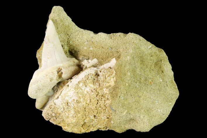 Fossil Mako Shark Tooth On Sandstone - Bakersfield, CA #144472